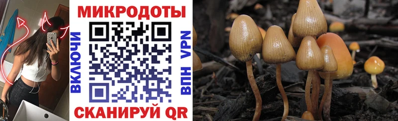 Псилоцибиновые грибы Cubensis  Купить  Пущино 